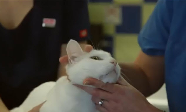 kovan-veterinary-cat-care